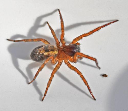 Réf. 336 310 : Amaurobius (fenestralis-similis)